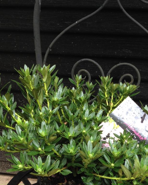 Nugget  ® Pink (by Bloombux)