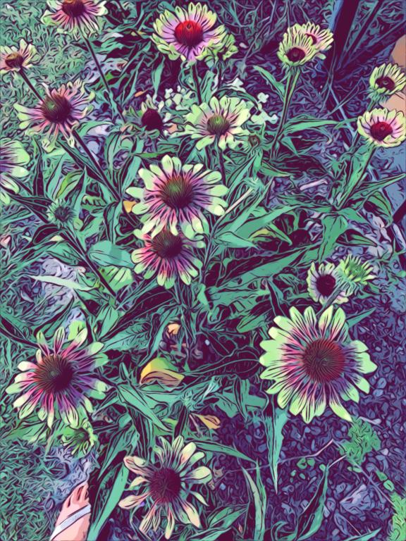 Echinacea purpurea 'Green Twister'