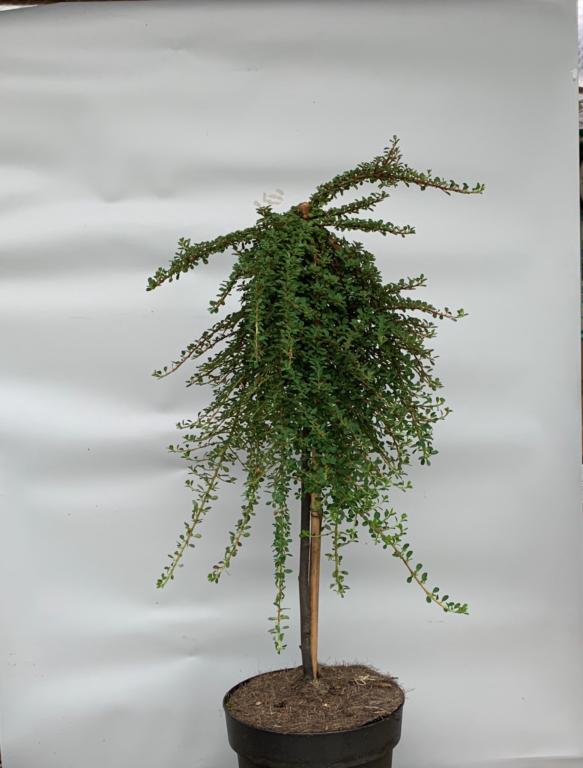 COTONEASTER 'MIRELLE'