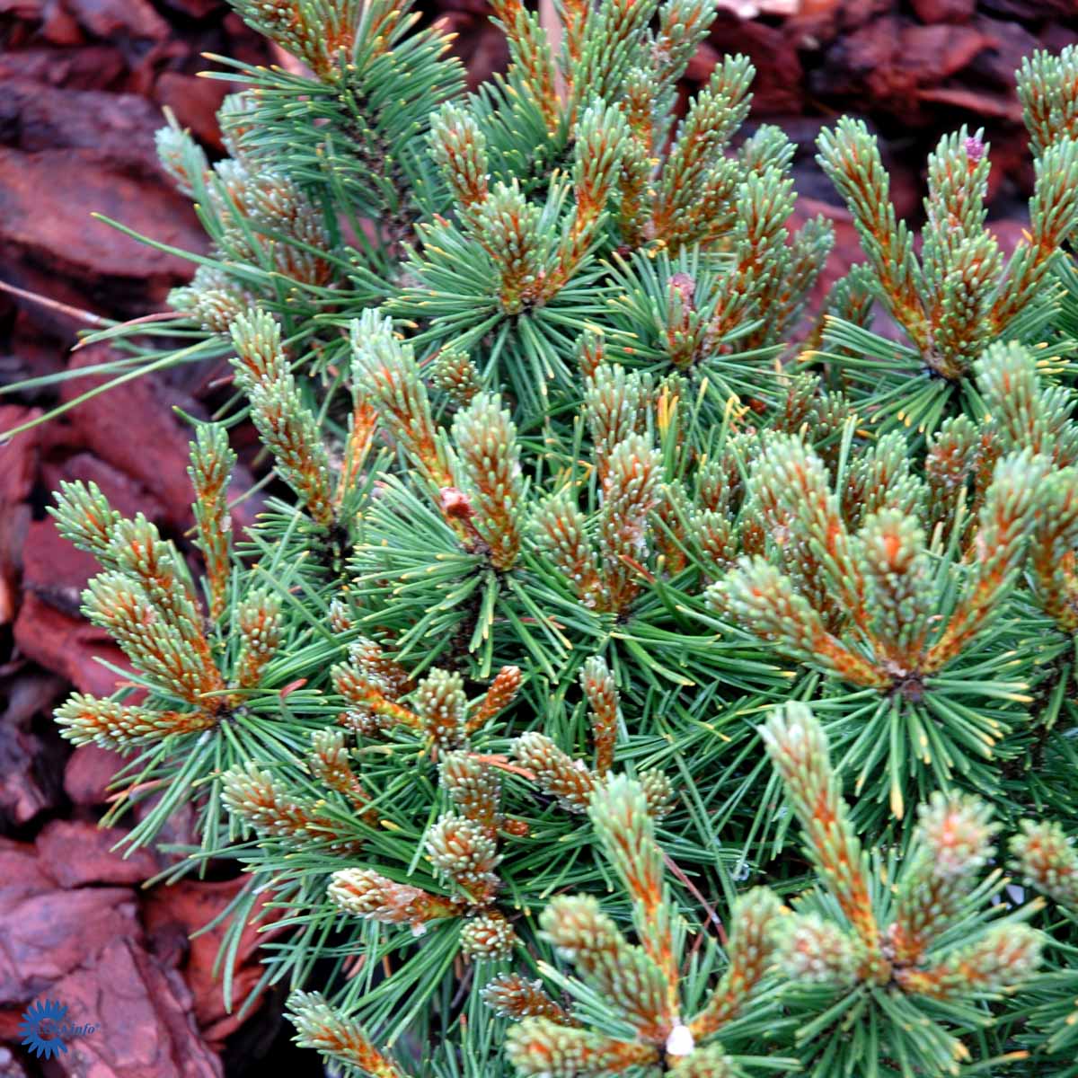 PINUS MUGO 'BENJAMIN'