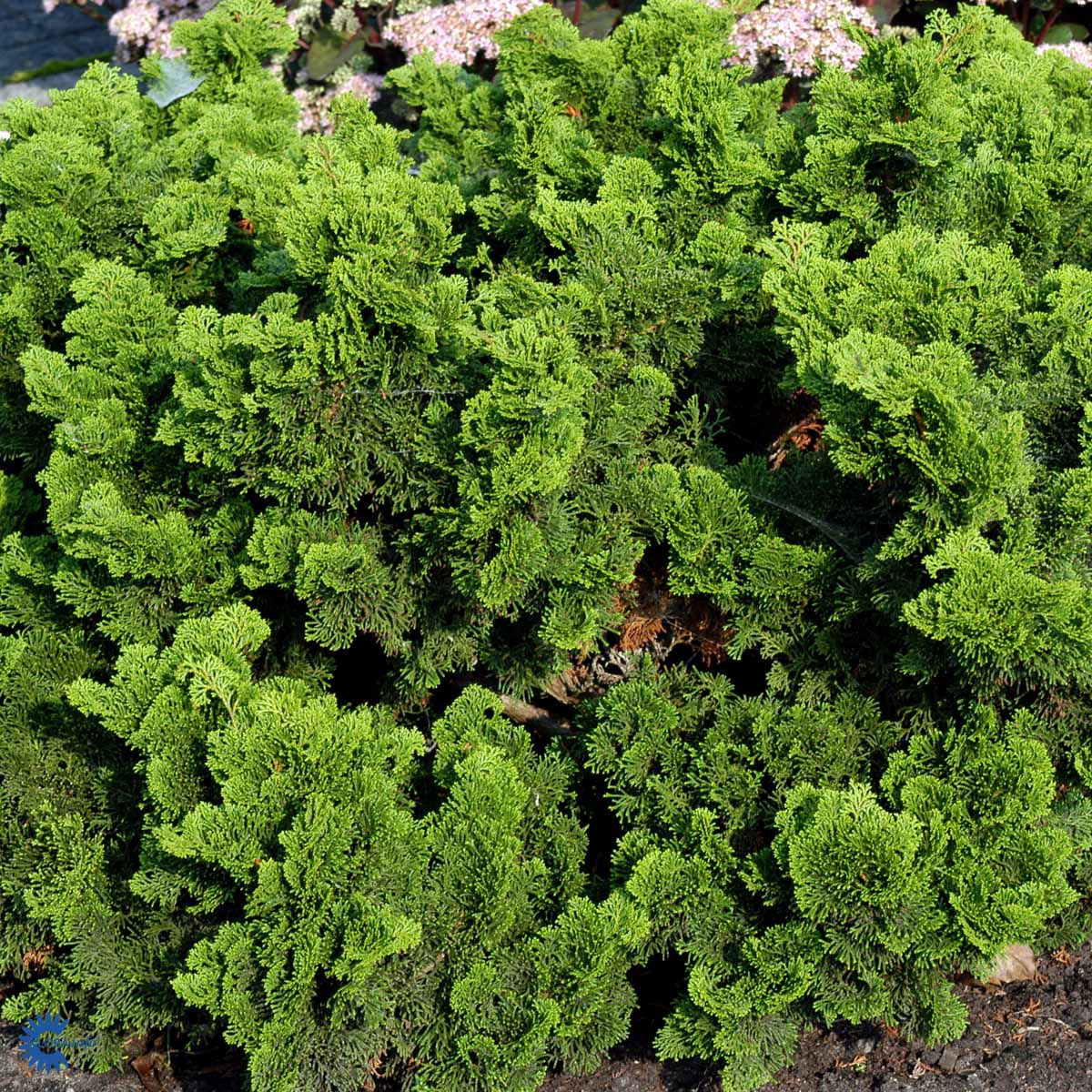Chamaecyparis obtusa 'Nana Gracilis'
