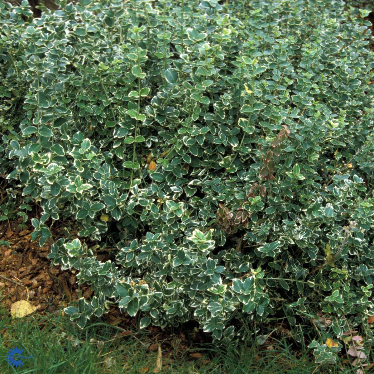 Euonymus f. 'Emerald Gaiety'