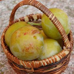 BLOMME 'REINE CLAUDE' - GRØN