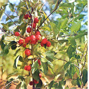 MALUS BACCATA 'BRAENDKJÆR'