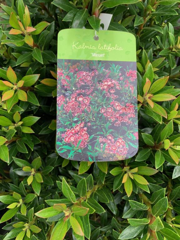 KALMIA LATIFOLIA 'MINUET'