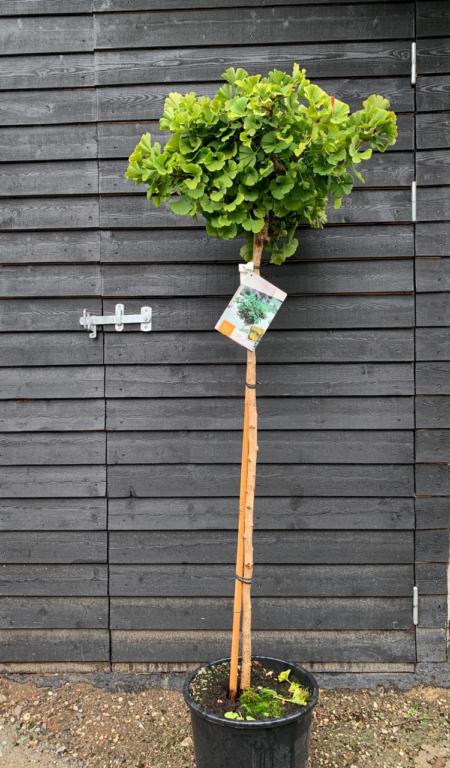 GINKGO 'MARIKEN'