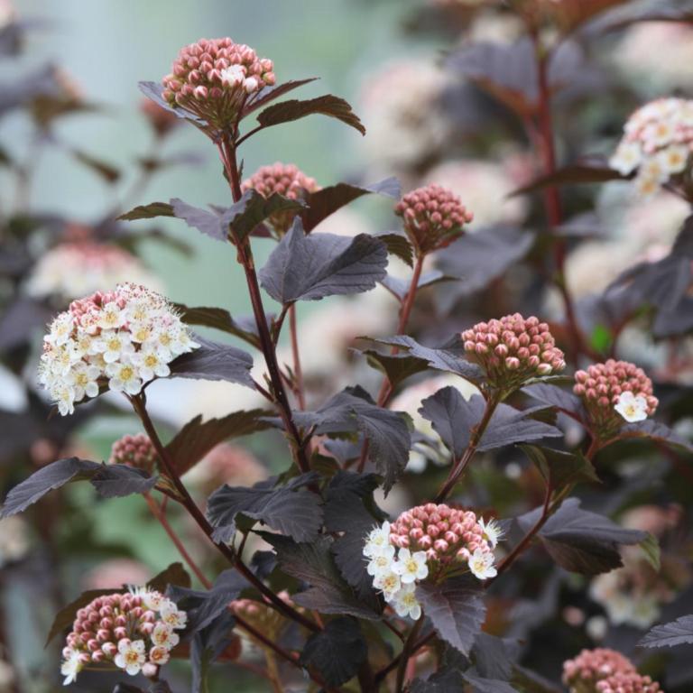 PHYSOCARPUS opu. 'DIABOLO'