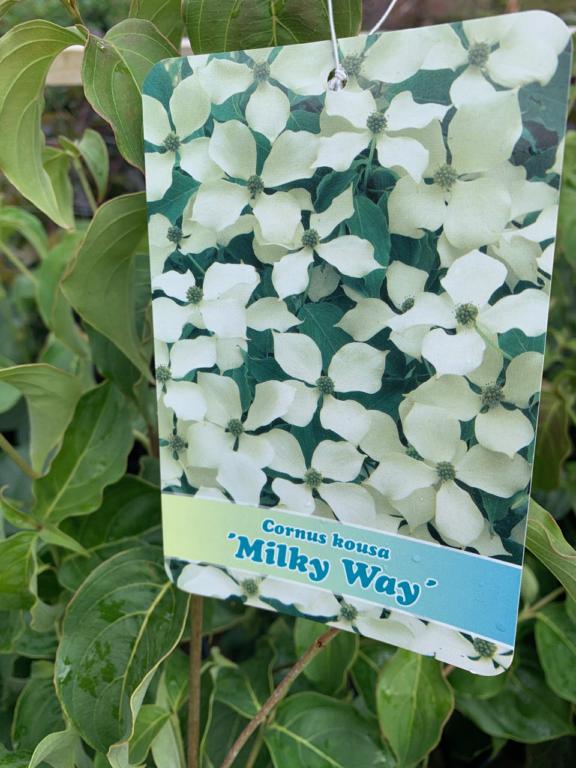 Cornus kousa Milky Way