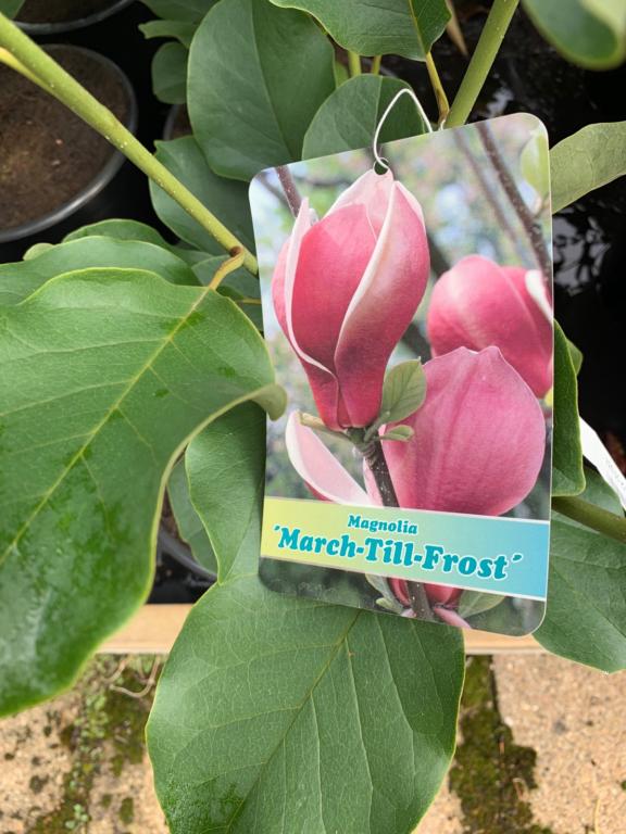 MAGNOLIA 'MARCH-TILL-FROST'