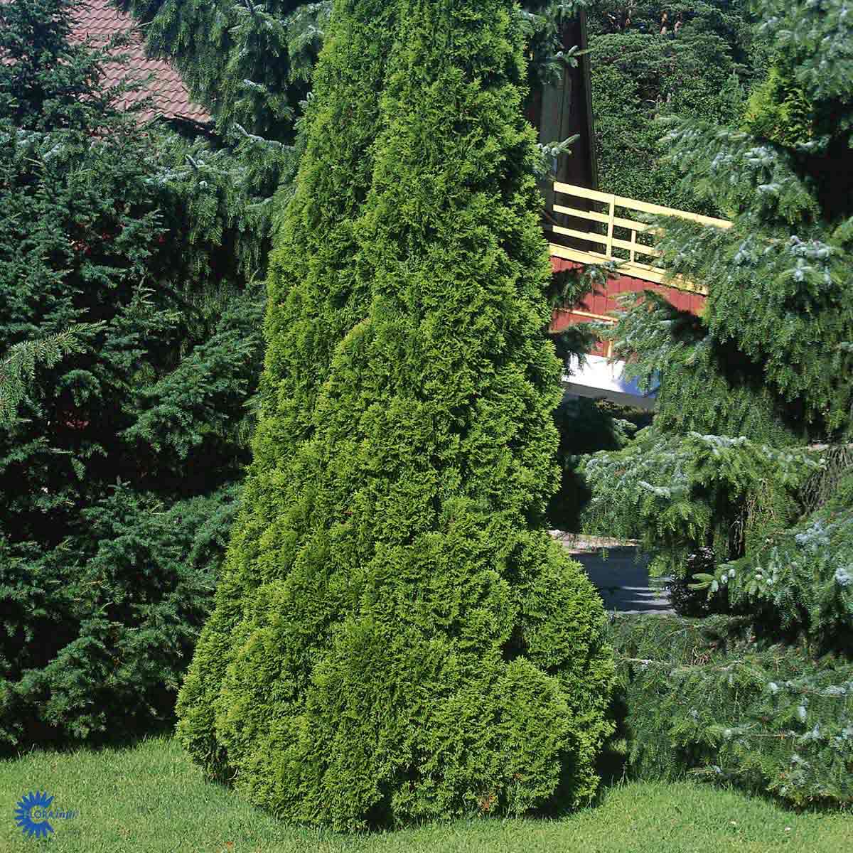 THUJA OCCIDENTALIS 'SMARAGD'
