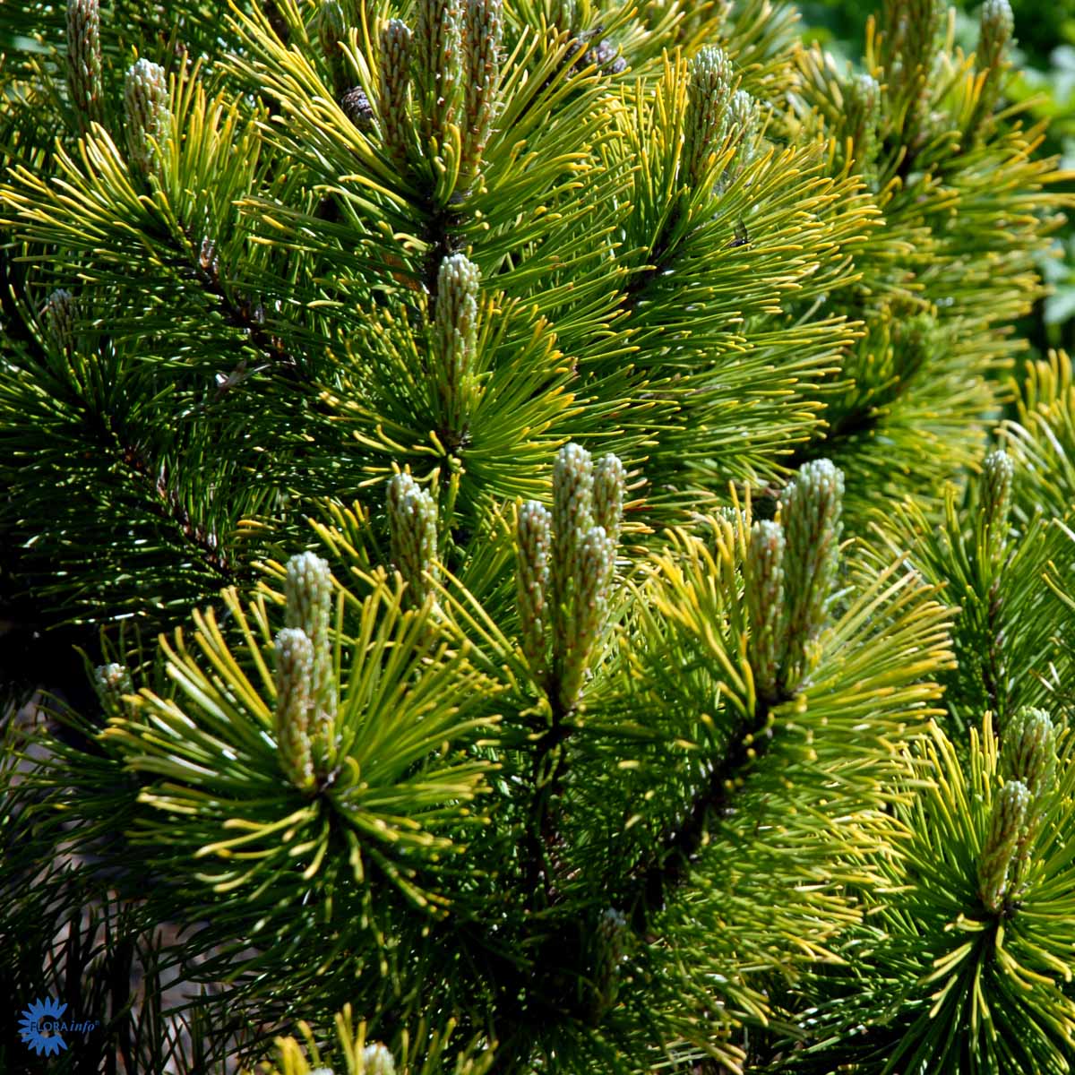 PINUS CARSTEN WINTERGOLD