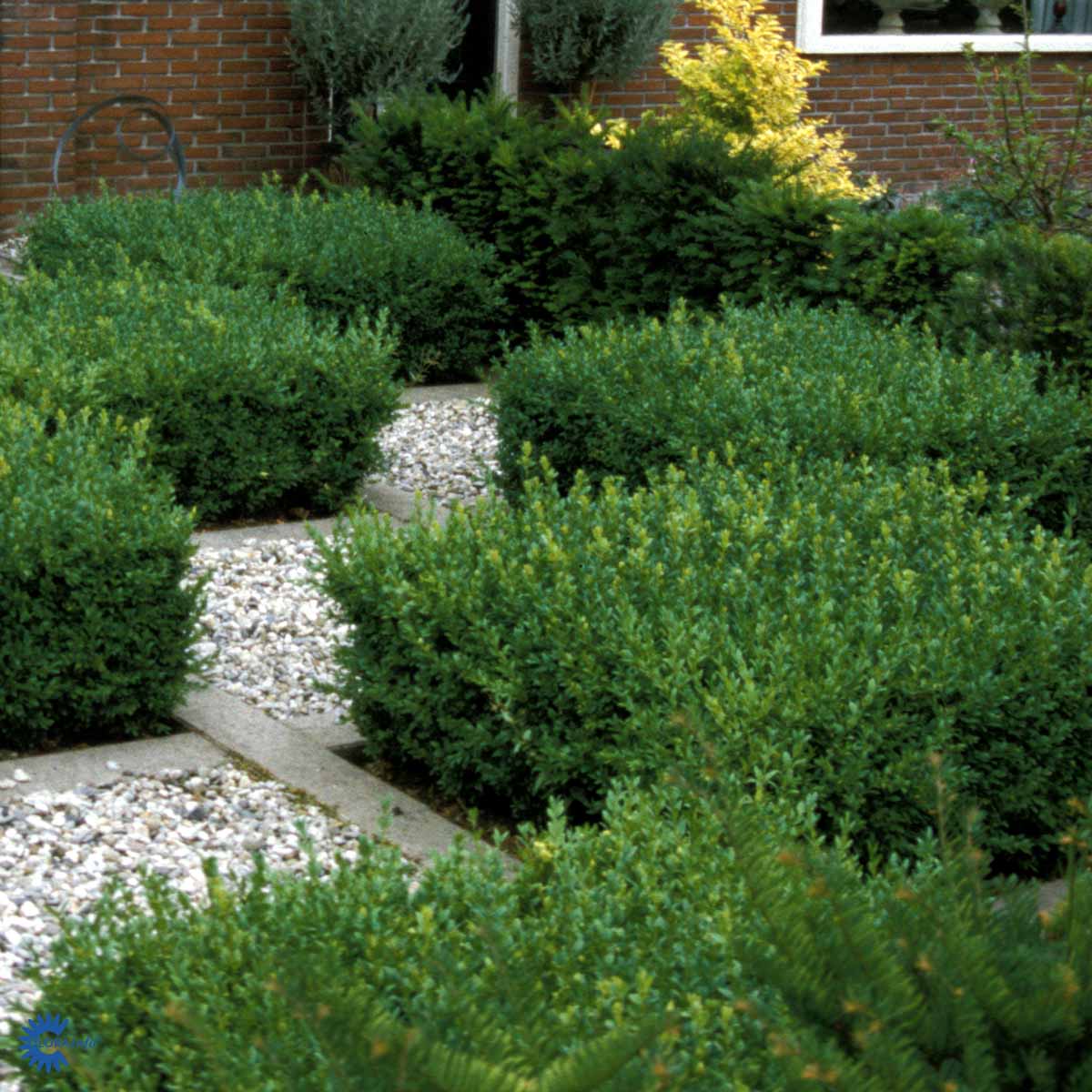 BUXUS SEMPEVIRENS