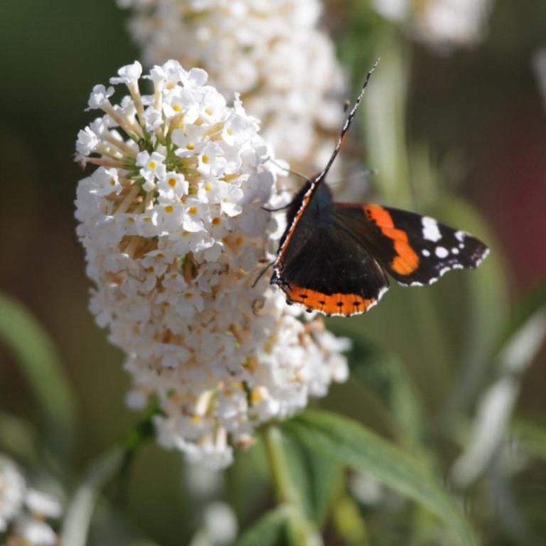 BUDDLEJA dav. 'WHITE PROFUSION'