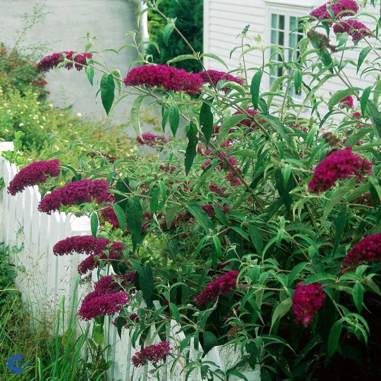 BUDDLEJA dav. 'ROYAL RED' C5
