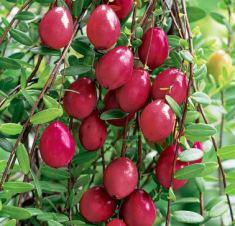 VACCINIUM MACROCARPON 'BIG PEARL'