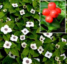 Cornus canadensis