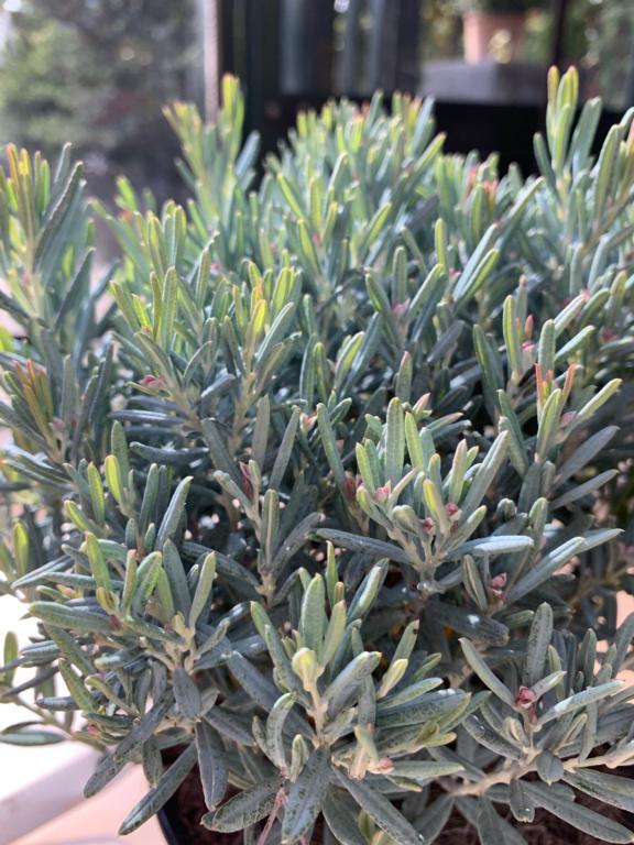 ANDROMEDA POLIFOLIA 'BLUE ICE