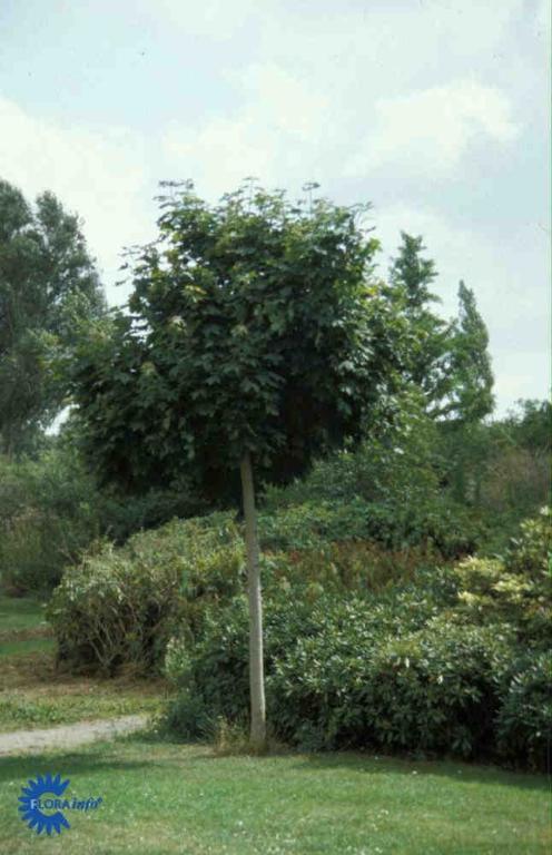 ACER PLATANOIDES 'GLOBOSUM'