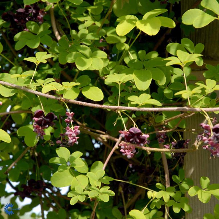 AKEBIA QUINATA