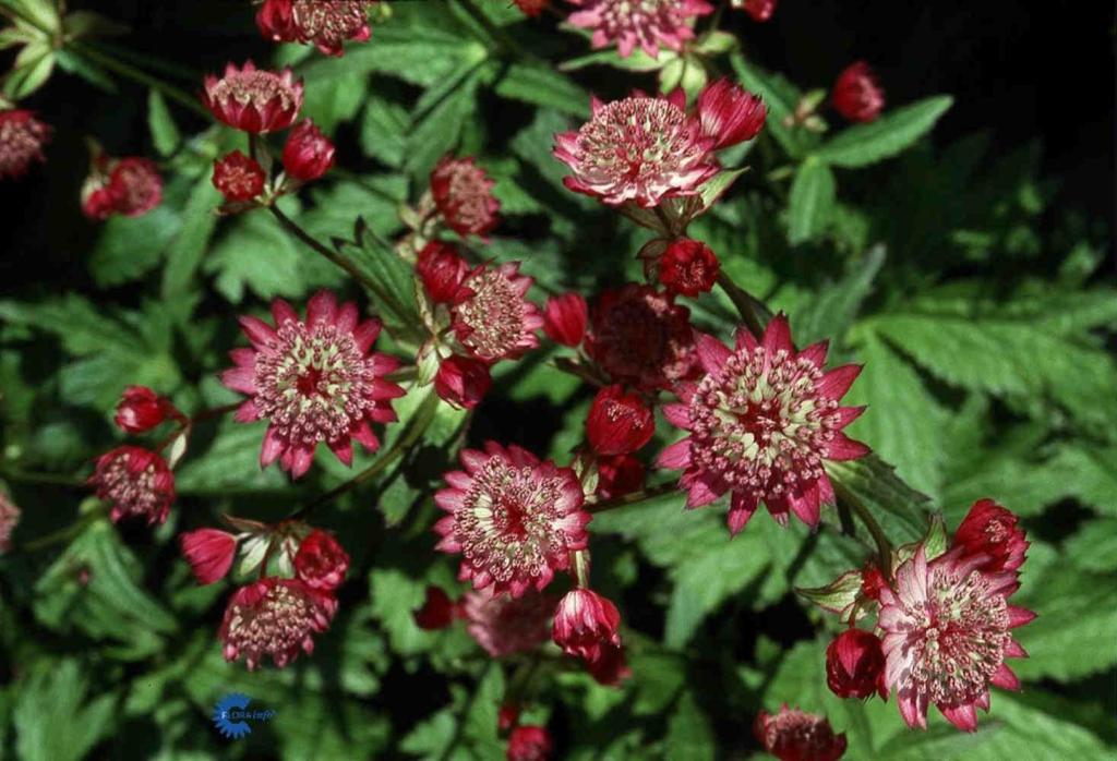 Astrántia májor  'Rosensinfonie'