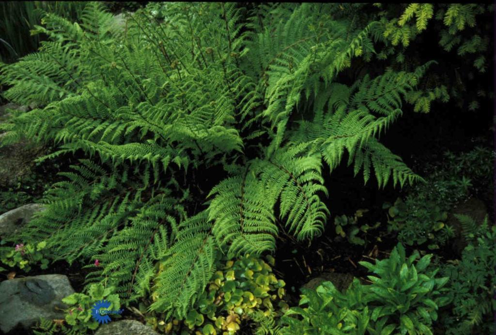 ATHYRIUM FILIX-FEMINA