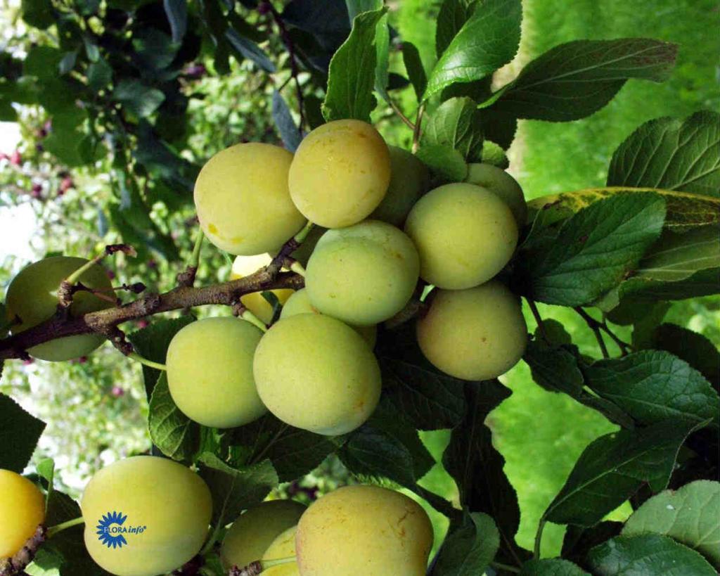 BLOMME 'QUILLINS REINE CLAUDE'