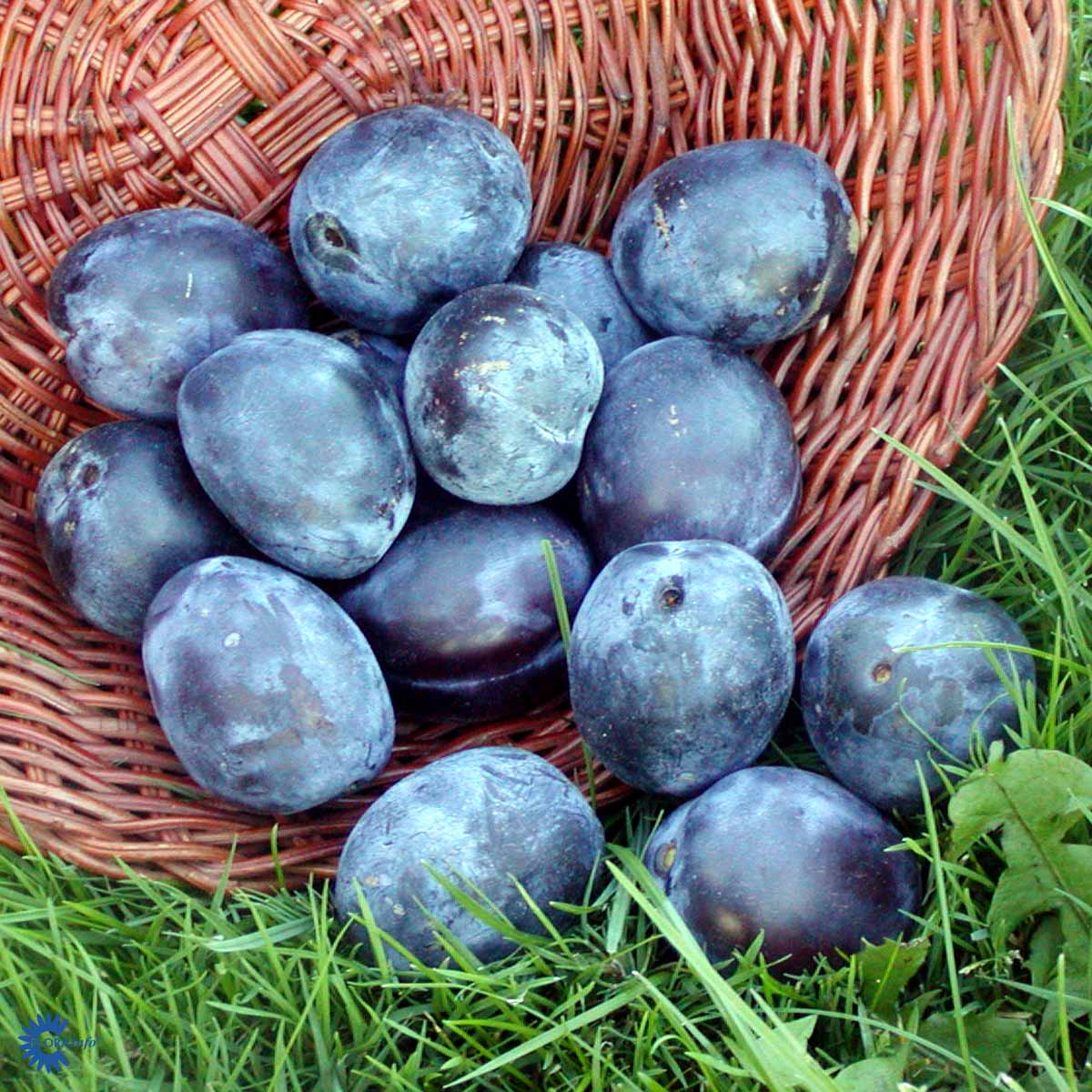 BLOMME 'ITALIENSK SVESKE'