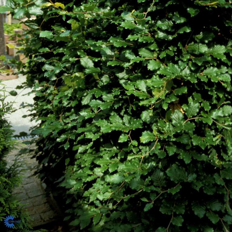 FAGUS SYLVATICA 50-80 3 ÅRS.