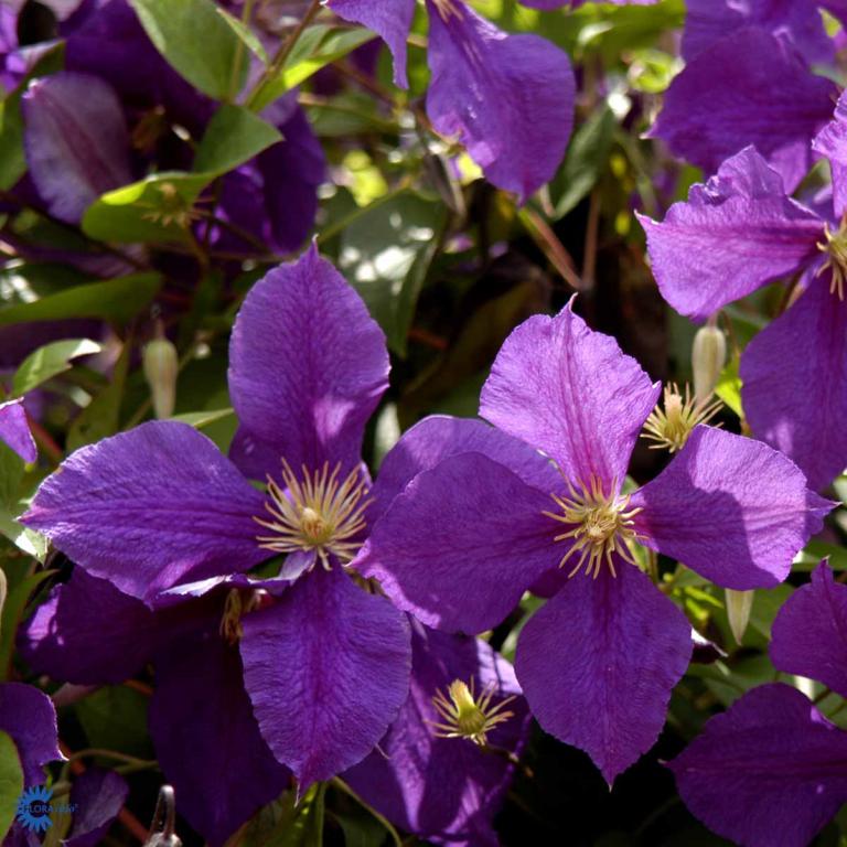 Clematis 'Jackmanii'