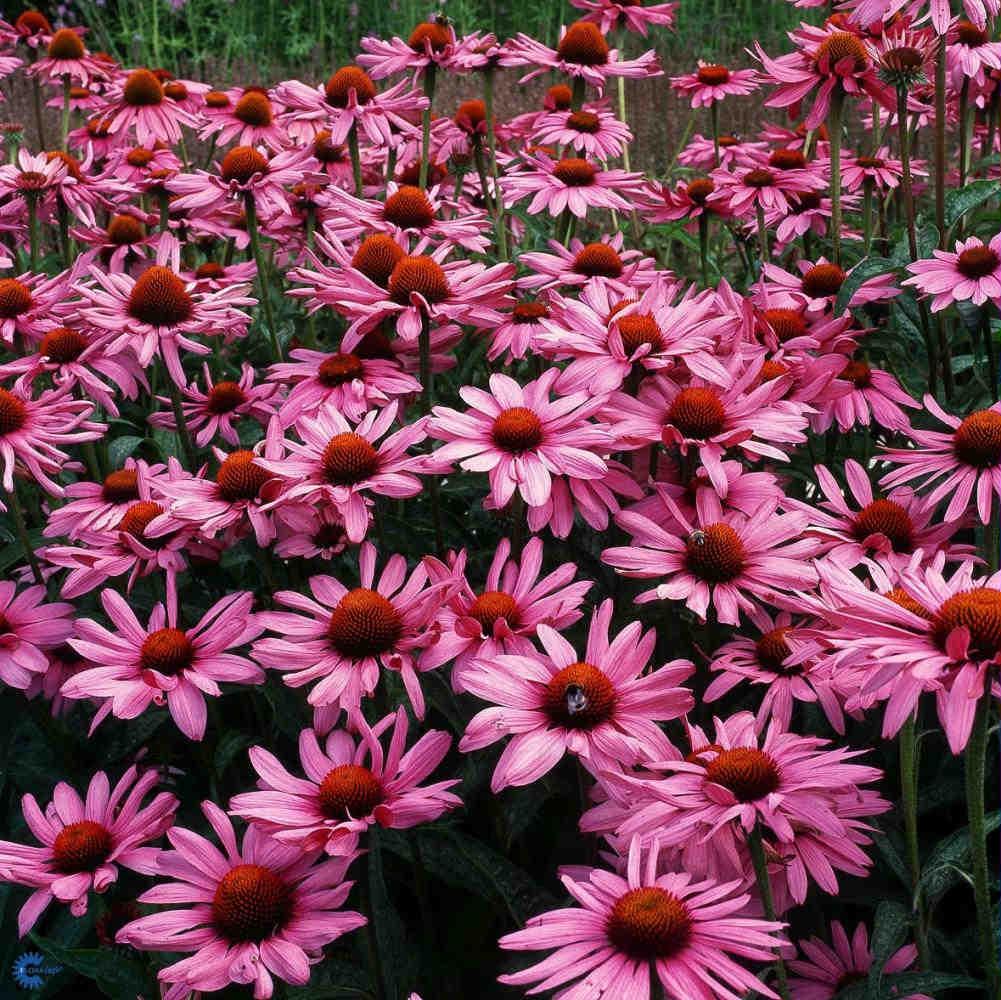 Echinacea purpurea 'Magnus'