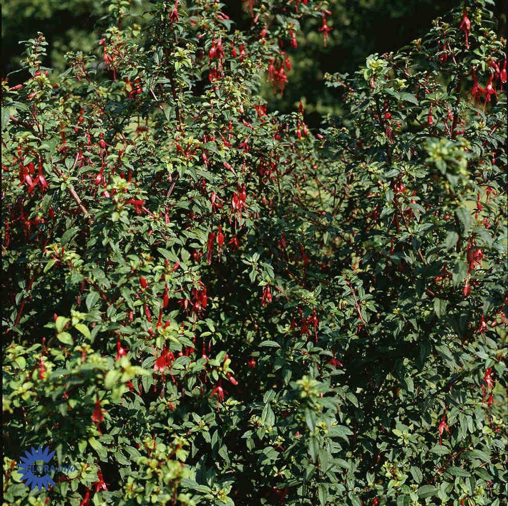 FUCHSIA MAG. 'KAREN'