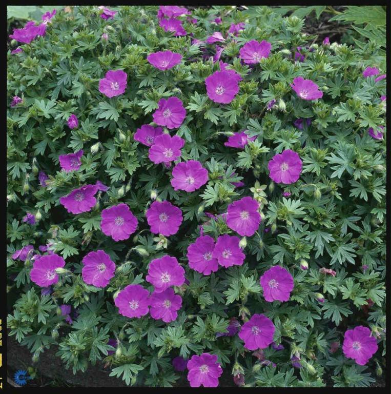 Geránium sanguíneum  'Max Frei'