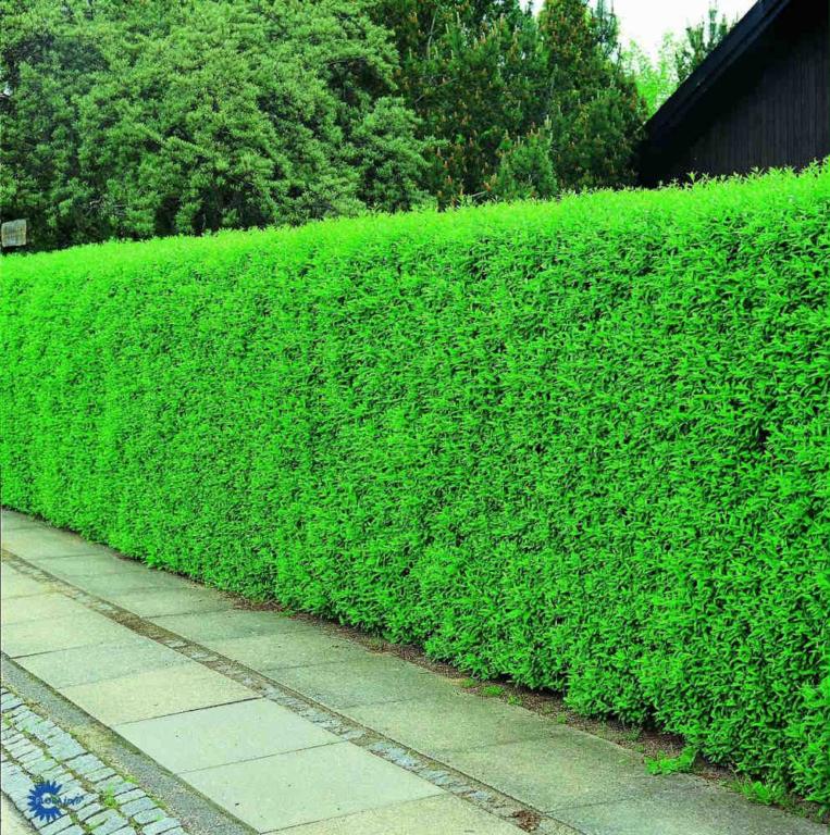 LIGUSTRUM VULGARE 'LIGA' 50-80