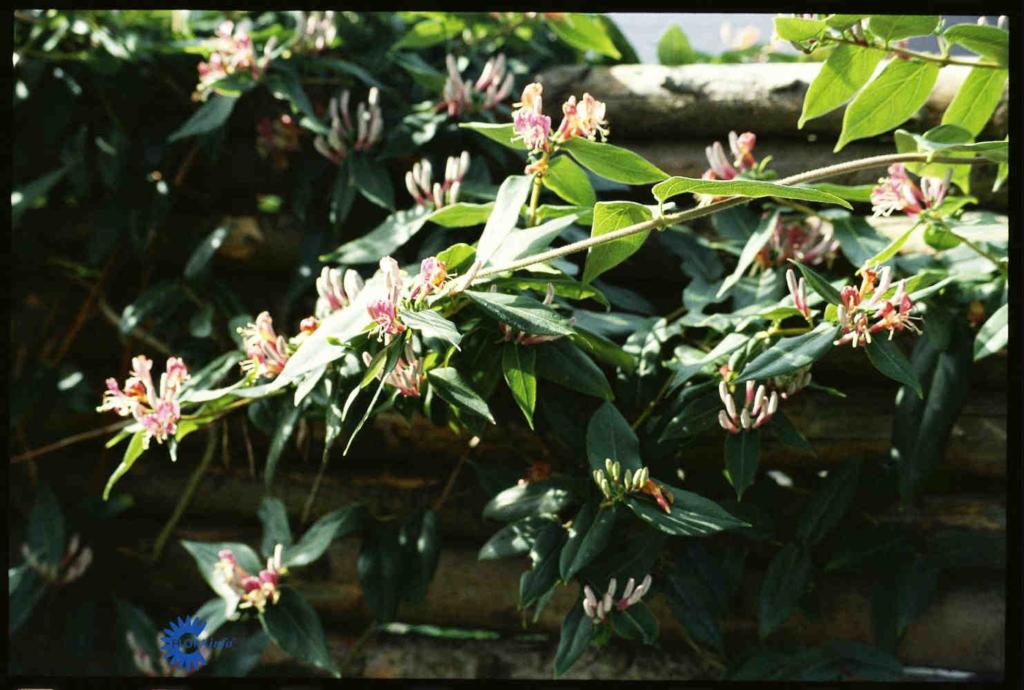 LONICERA HENRYI