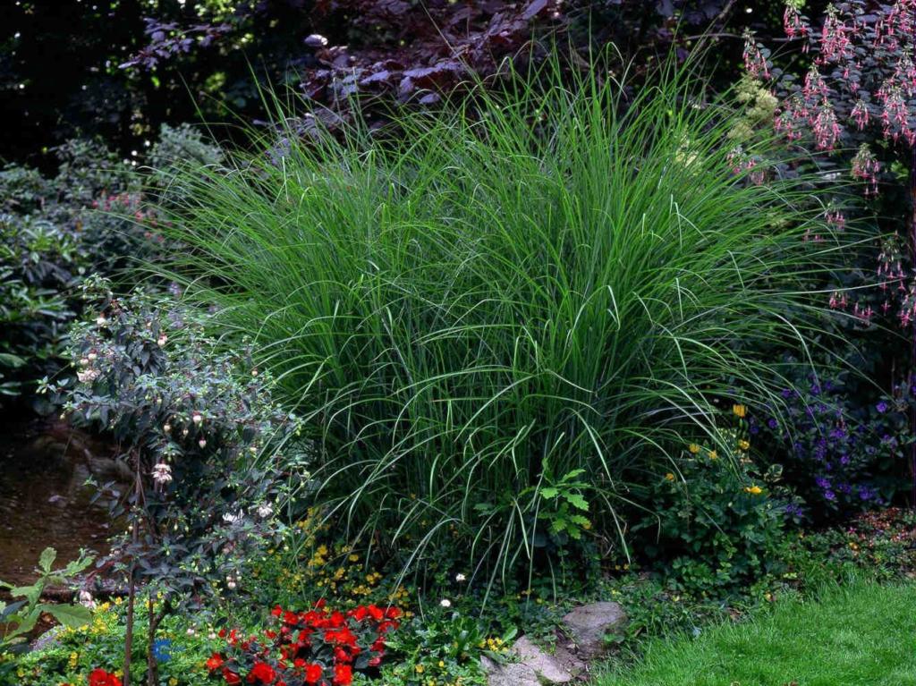 MISCANTHUS SINENSIS 'GRACILLIMUS'