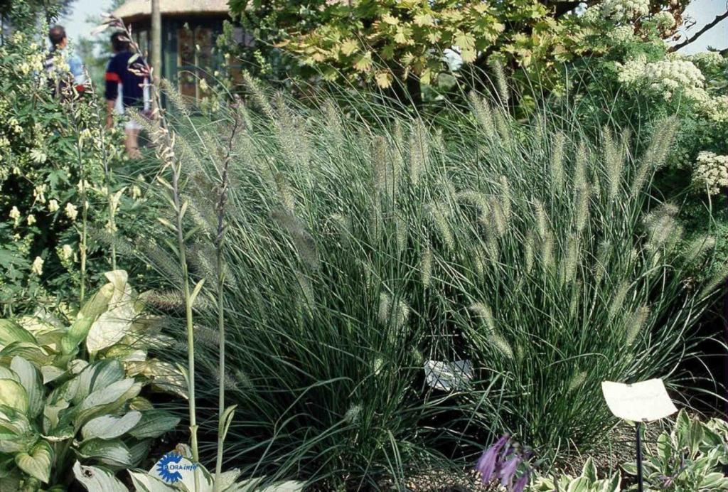 PENNISETUM ALOPECUROIDES 'HAMELN'