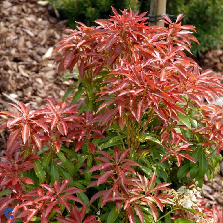 PIERIS JAPONICA 'MOUNTAIN FIRE'