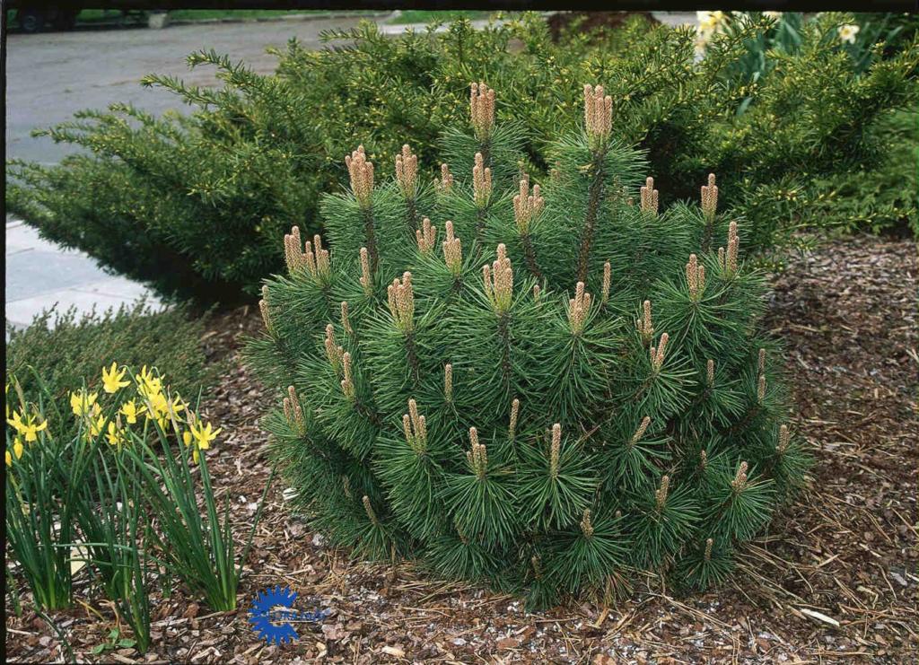 PINUS MUGO VAR PUMILIO