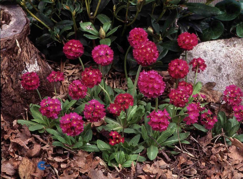 PRIMULA DENTICULATA 'RUBIN'