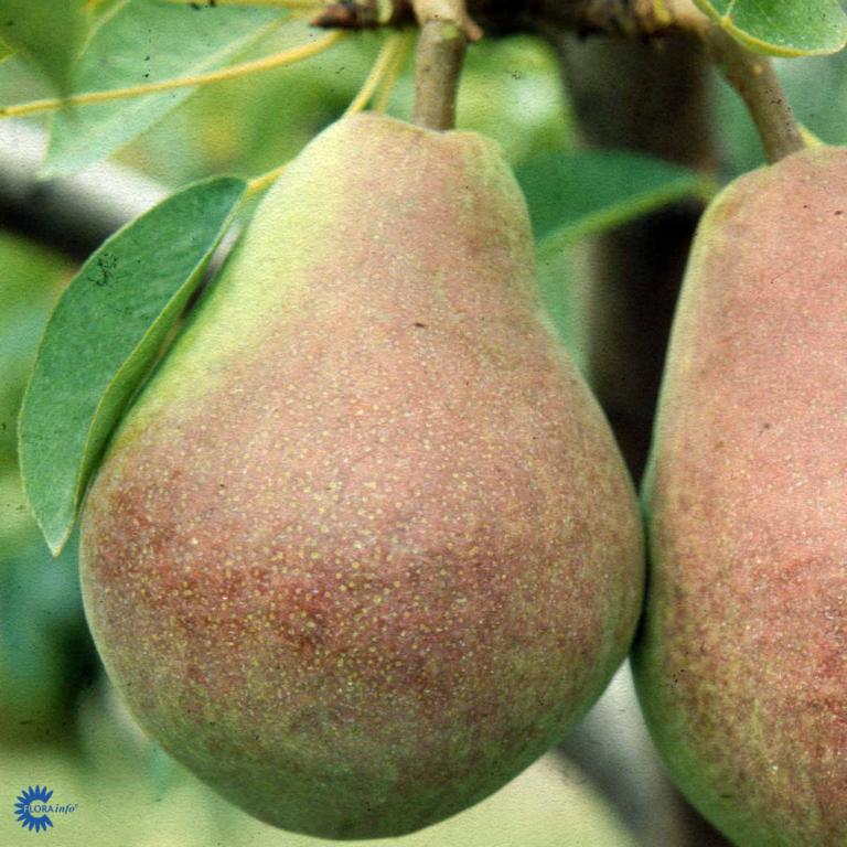 PÆRE 'CLAPPS FAVOURITE'