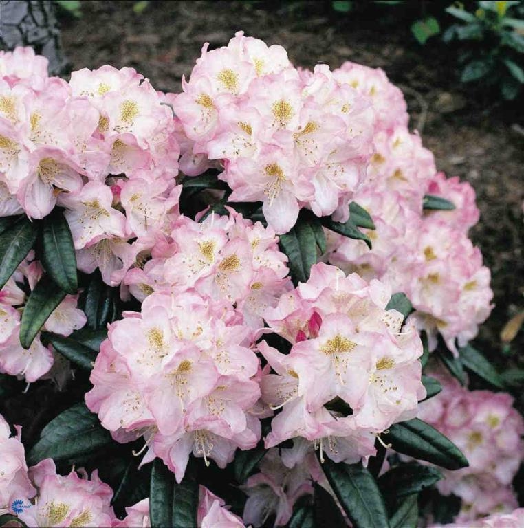 RHODODENDRON 'BRIGITTE'