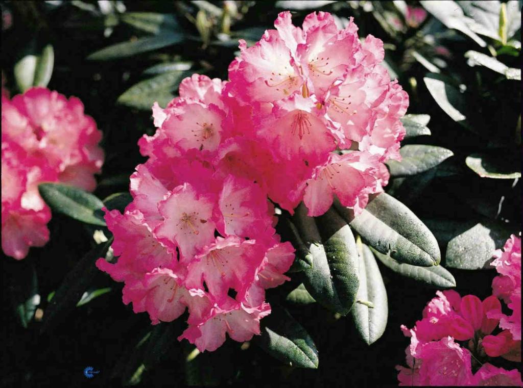 Rhododendron yak.'Golden Torch' I
