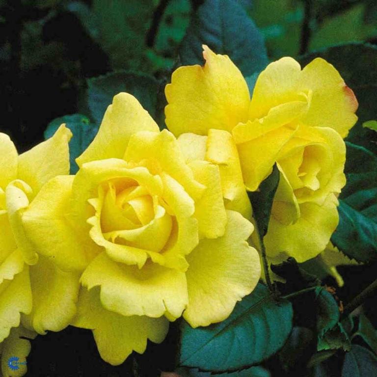 ROSA 'CHINATOWN'