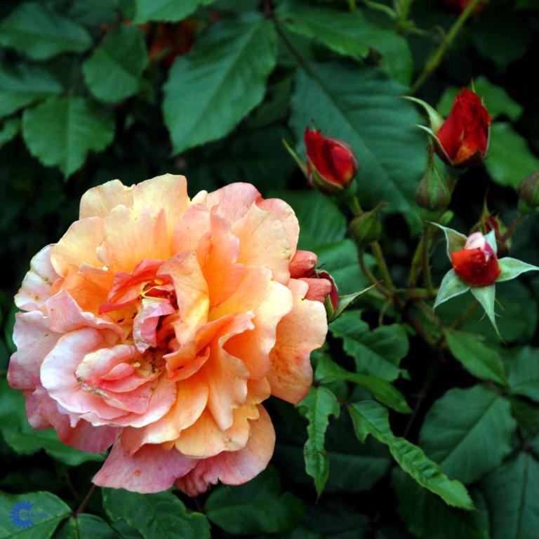 ROSA 'WESTERLAND'