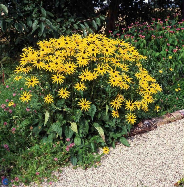 Rudbéckia fúlgida var. sullivántii  'Gol