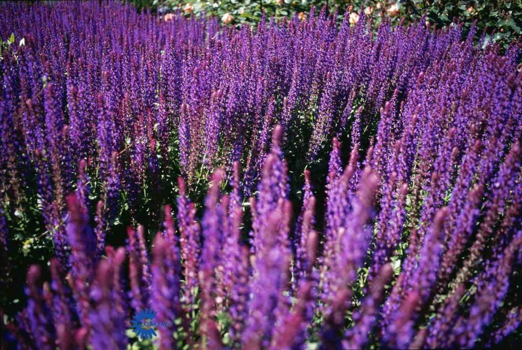 Sálvia nemorósa  'Ostfriesland