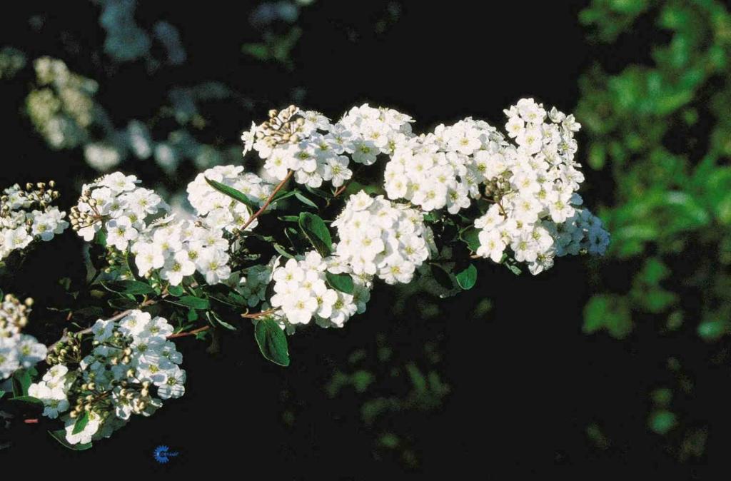 SPIRAEA VANHOUTTEI 2025