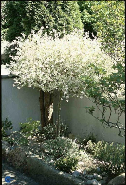 SALIX INTEGRA 'HAKURO NISHIKI'