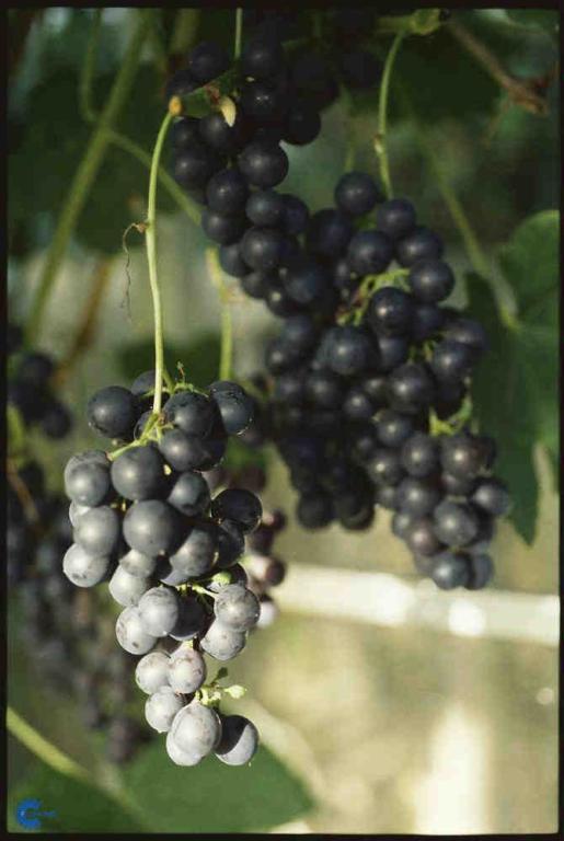 VITIS 'SOLARIS' GRØN