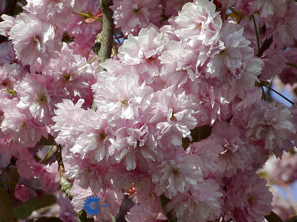PRUNUS SERRULATA 'KANZAN'